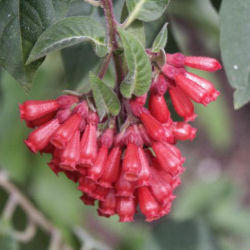 Jasmine, Red Bastard Newellii